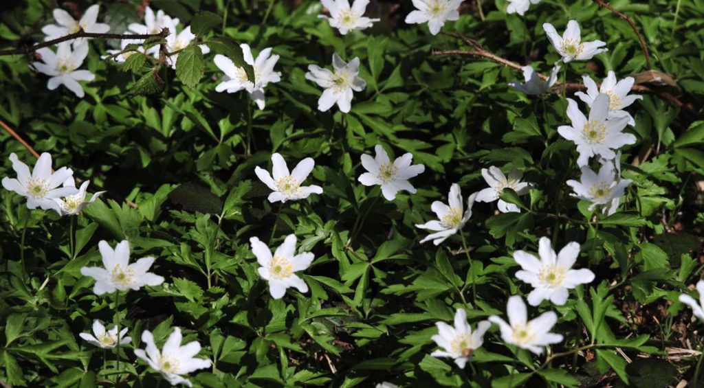 White Wood anemones covering the ground