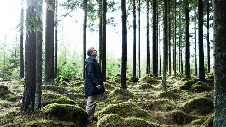 Man gazing towards the treetops in a pine forest.
