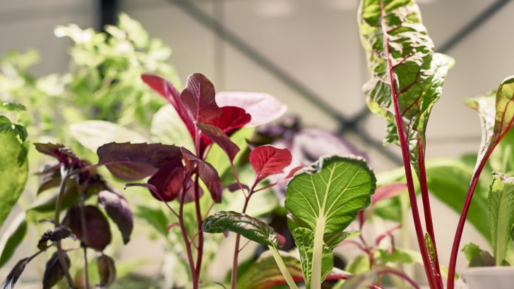 Seedlings of pak choi, beetroot and amaranth growing under artificial sunlight.