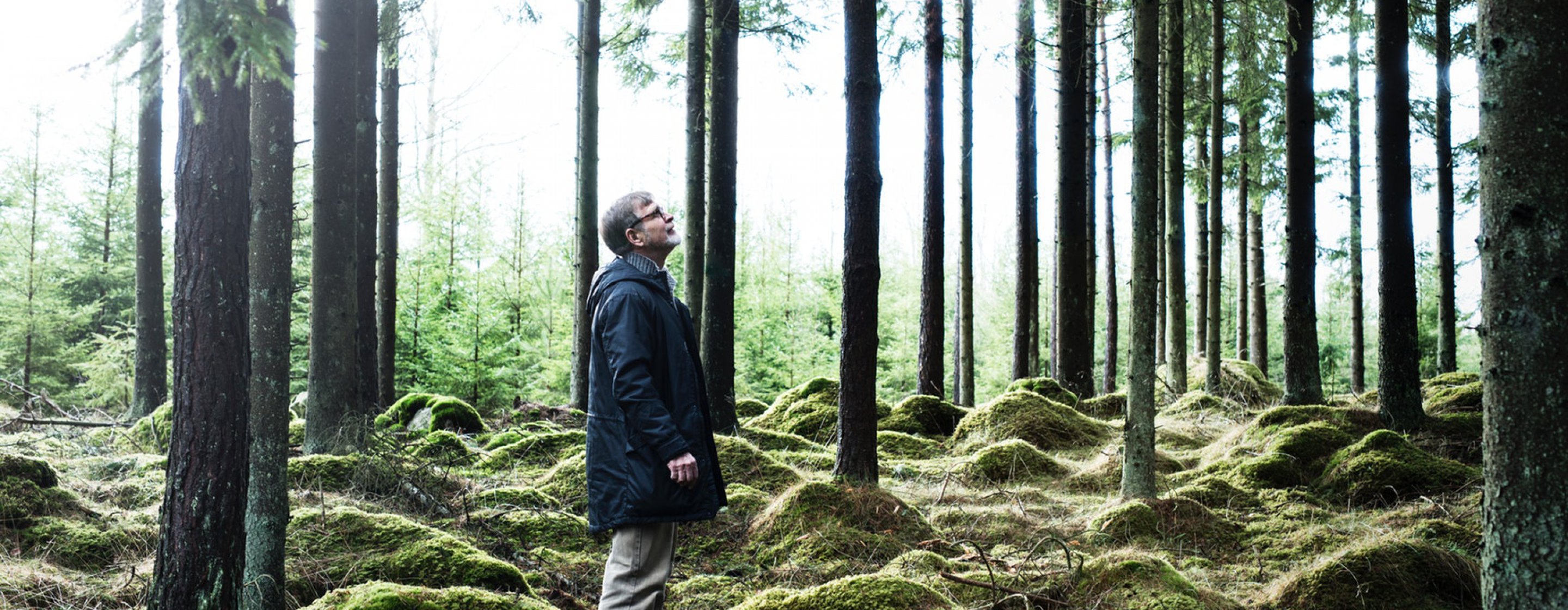 Man gazing towards the treetops in a pine forest.