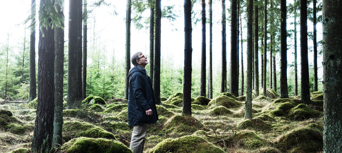 Man gazing towards the treetops in a pine forest.